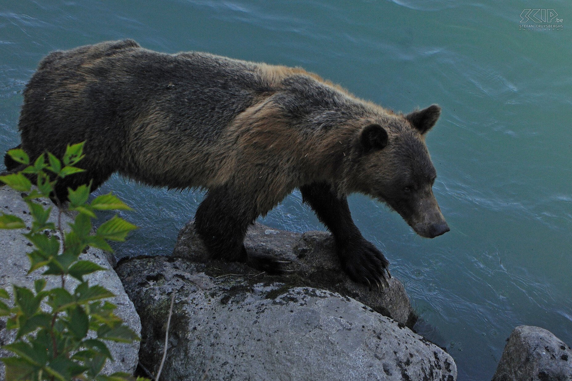 Bute Inlet - Brown bear This skinny brown bear passes under our hide. Stefan Cruysberghs